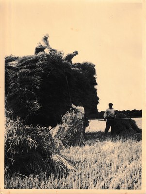 Ramassage de ballots dans les années 1940