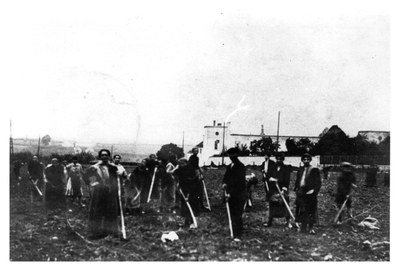 Arrachage des pommes de terre pendant la guerre